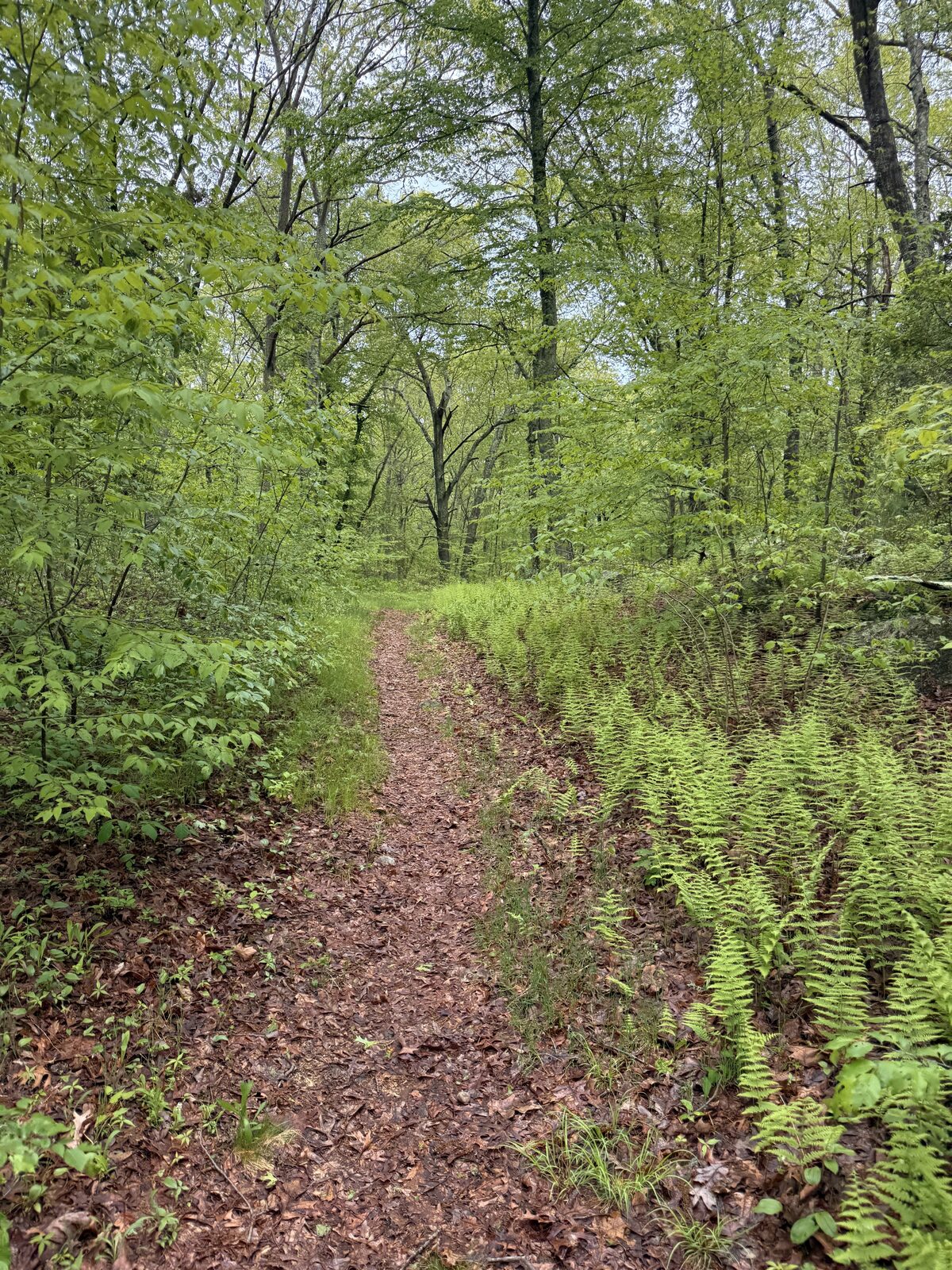 Green trail through Woody Hill Wildlife Management Area after rain