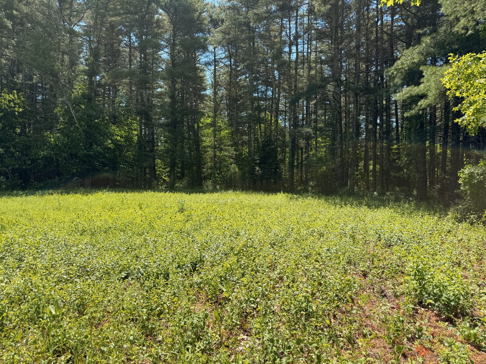 Meadow edge at the hilltop operating position, pine trees lining the field boundary