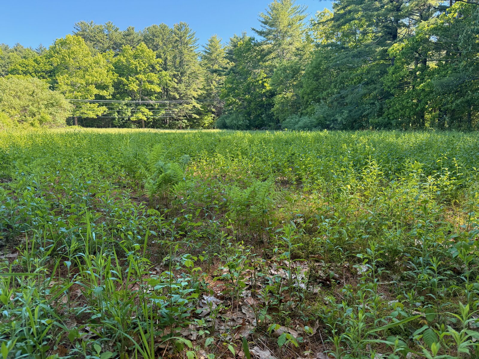 The overgrown hilltop operating area at Durfee Hill with power lines visible in the background
