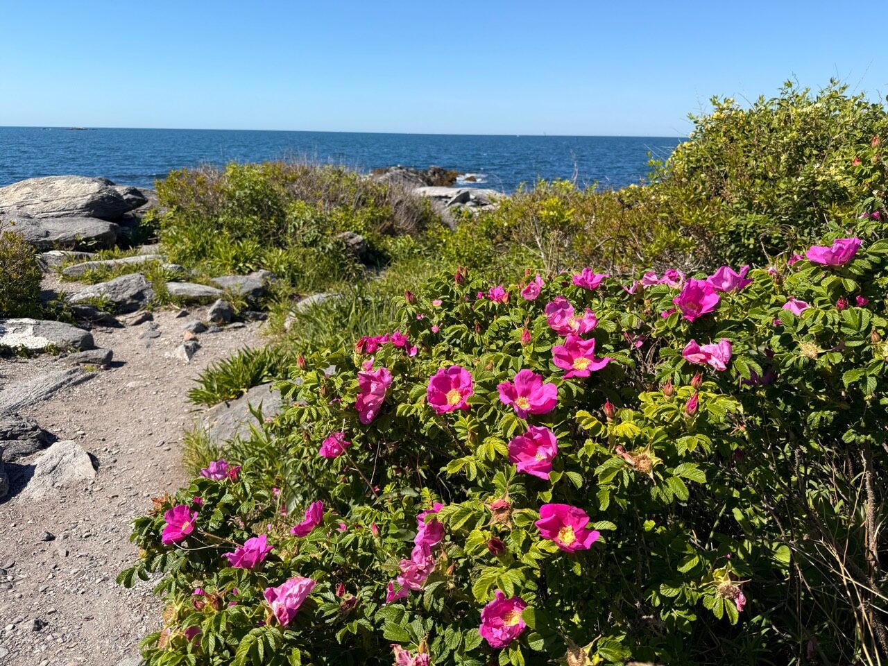 Pink beach roses blooming along the Sachuest Point shoreline trail